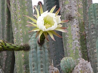 Echinopsis lageniformis, Bolivian torch cactus
