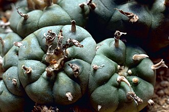 Lophophora williamsii, peyote cactus