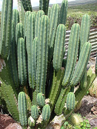 Echinopsis pachanoi, San Pedro cactus