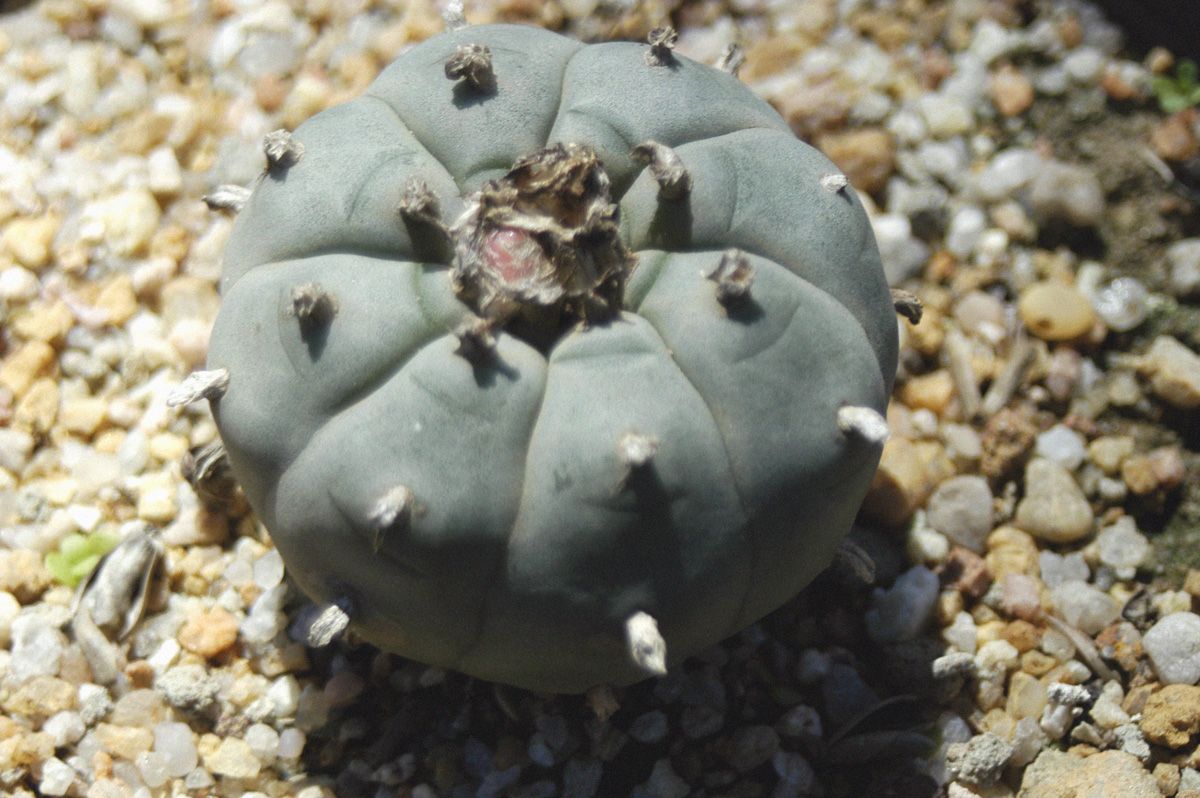 Lophophora williamsii — photo 1 of 3