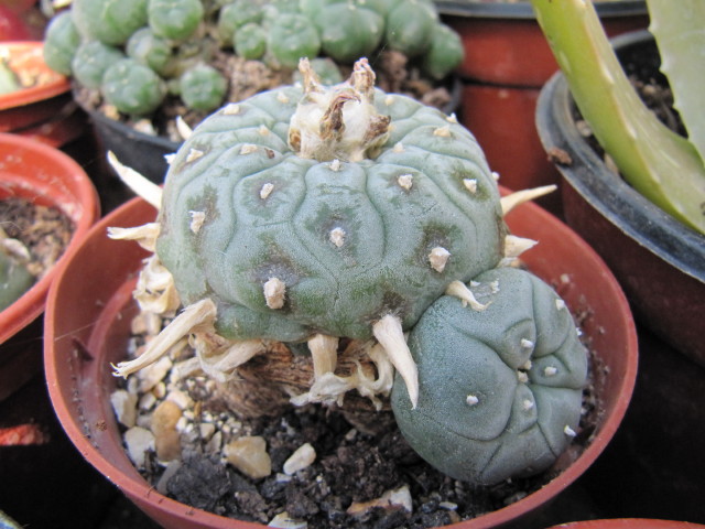 Lophophora williamsii — photo 2 of 3