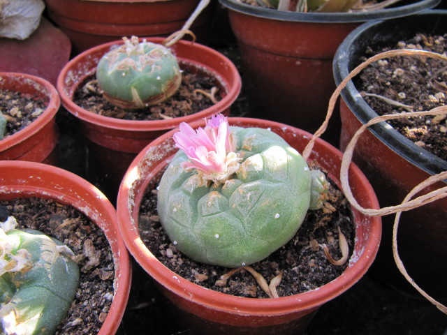 Lophophora williamsii — photo 3 of 3