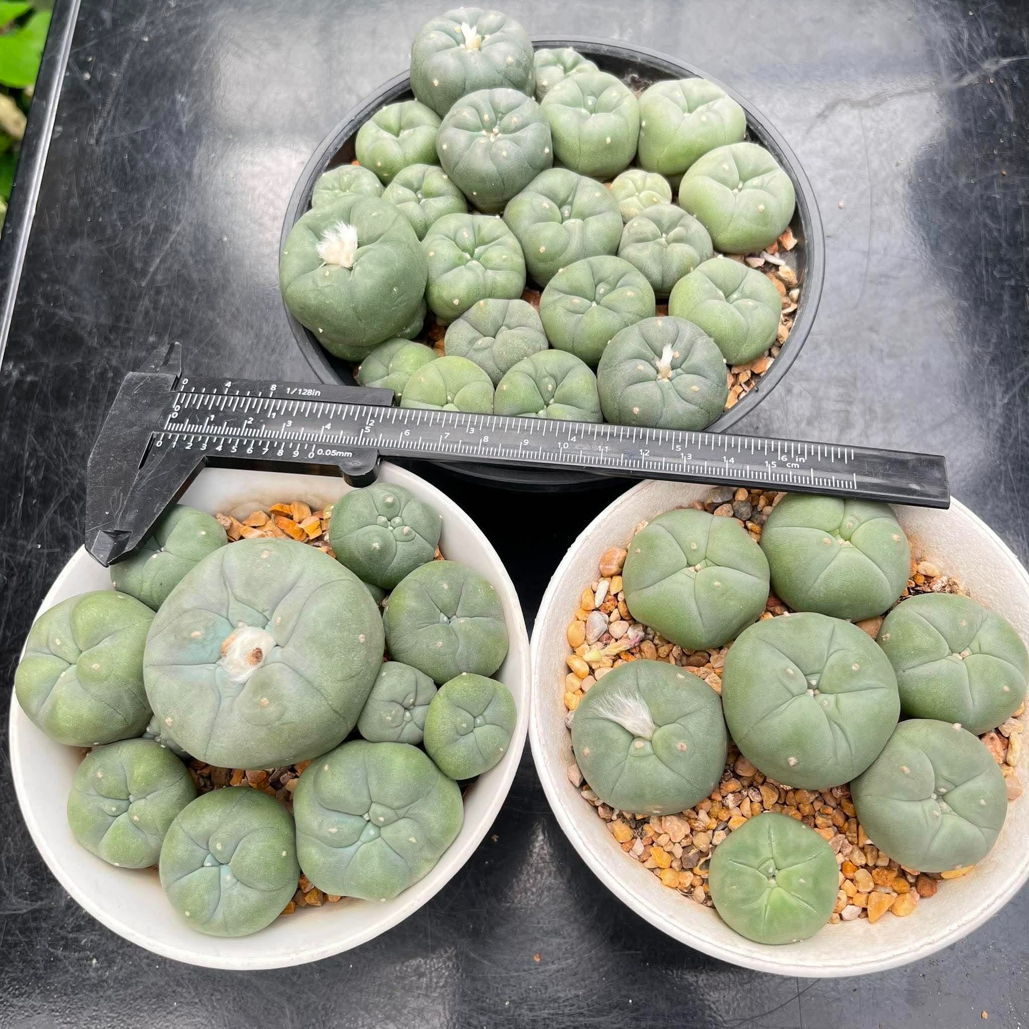 Round green cactus collection