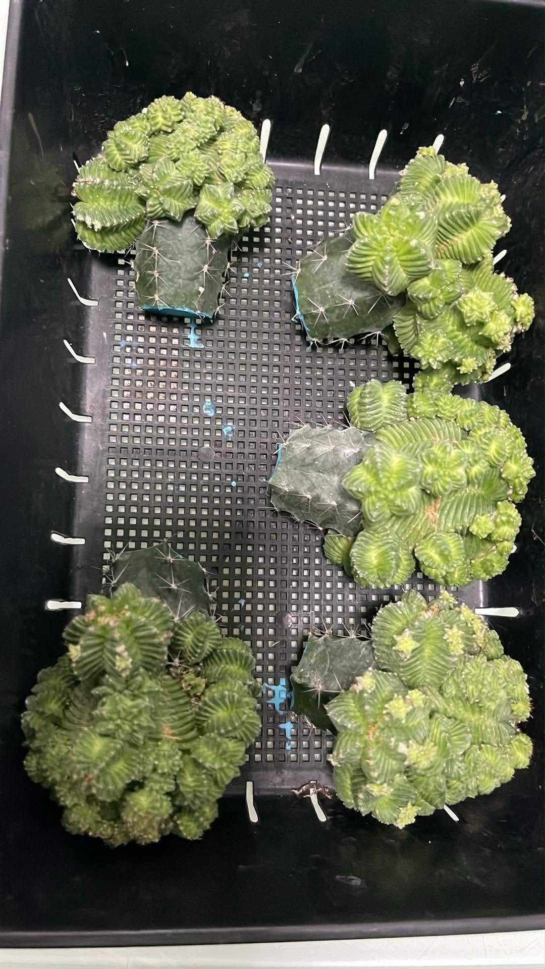 Crested green cactus specimens