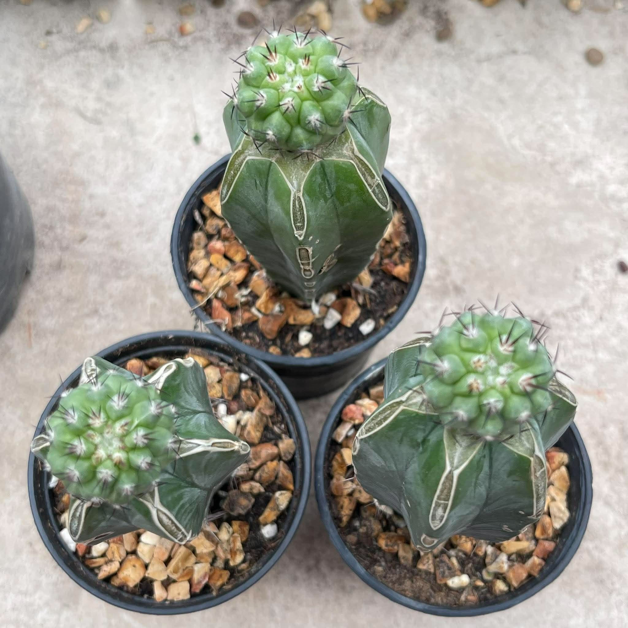 Three grafted cactus specimens
